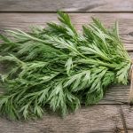Absinthe bienfaits : vertus, usages et précautions