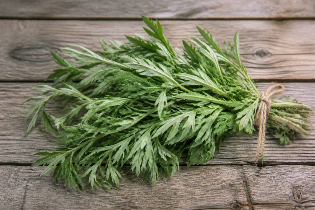 Absinthe bienfaits : vertus, usages et précautions