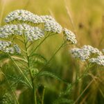 Achillée millefeuille : bienfaits, usages et propriétés pour la santé