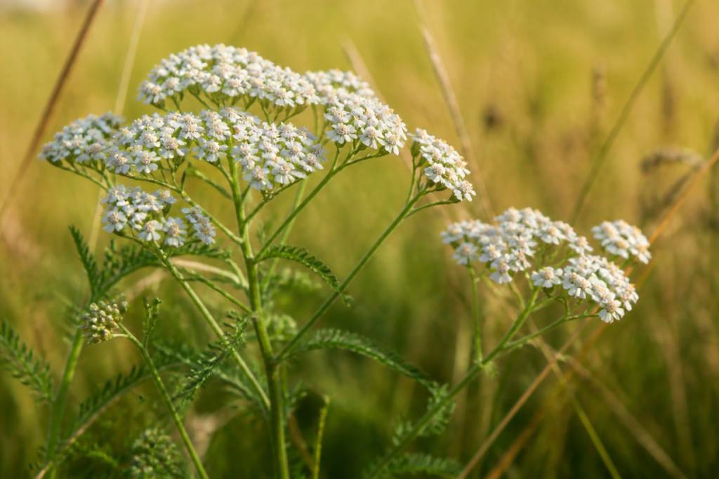 Achillée millefeuille : bienfaits, usages et propriétés pour la santé